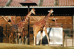 近隣の観光 愛媛県立とべ動物園